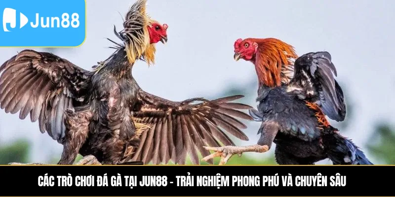 Các trò chơi đá gà tại Jun88 – Trải nghiệm phong phú và chuyên sâu